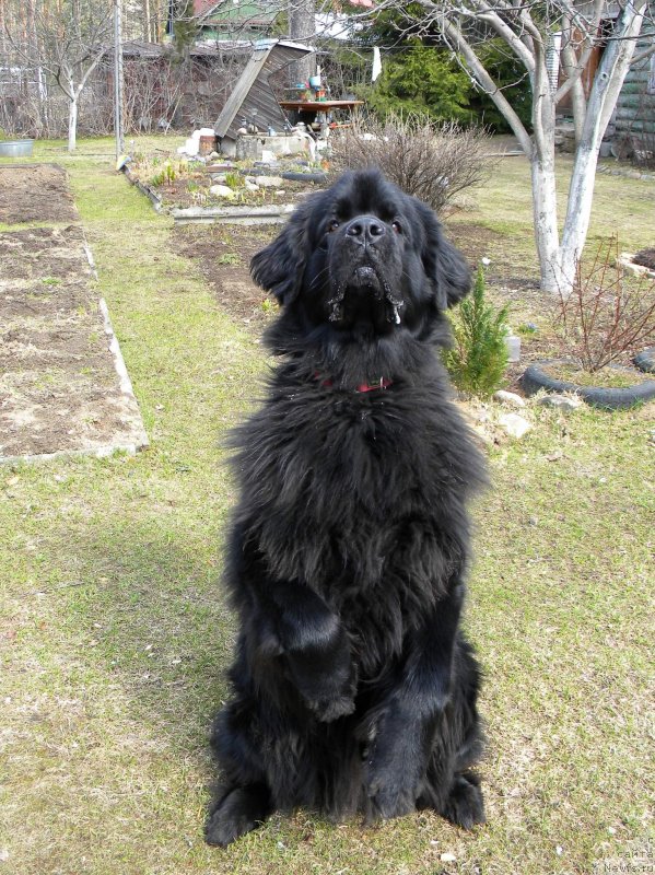 Фото: ньюфаундленд Aquatoriya Kelvin Kadril (Акватория Келвин Кадриль)