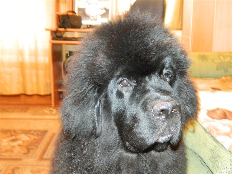 Фото: ньюфаундленд Dark Pride Van Gogh (Дак Прайд Ван Гог)