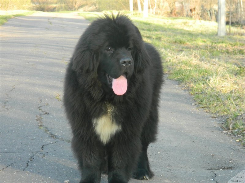 Фото: ньюфаундленд Dark Pride Van Gogh (Дак Прайд Ван Гог)