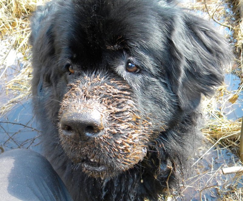 Фото: ньюфаундленд Aquatoriya Kelvin Kadril (Акватория Келвин Кадриль)