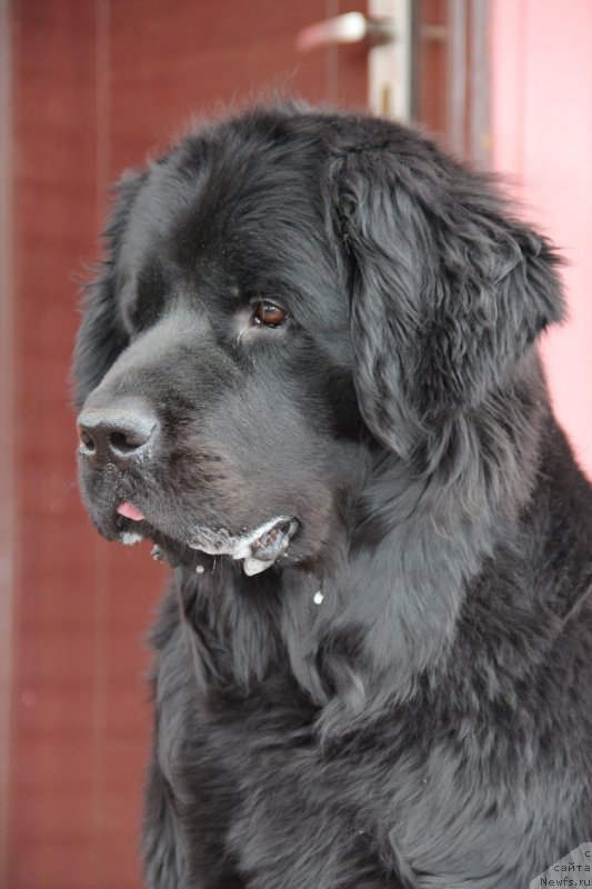 Фото: ньюфаундленд Uyutnaya Dolina Black Diamond Velinda (Уютная Долина Блэк Даймонд Велинда)