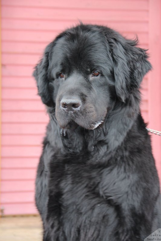 Фото: ньюфаундленд Uyutnaya Dolina Black Diamond Velinda (Уютная Долина Блэк Даймонд Велинда)