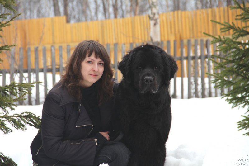 Фото: ньюфаундленд Uyutnaya Dolina Black Diamond Velinda (Уютная Долина Блэк Даймонд Велинда), Ekaterina Dmitrieva (Екатерина Дмитриева)