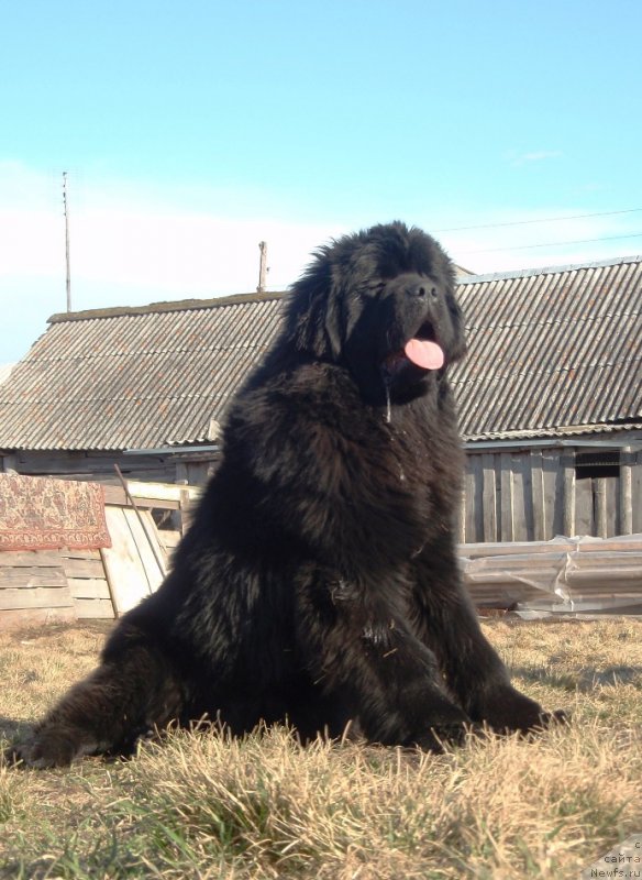 Фото: ньюфаундленд N'yufort Carica Nochi (Ньюфорт Царица Ночи)