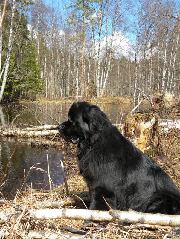 Фото: ньюфаундленд Aquatoriya Kelvin Kadril (Акватория Келвин Кадриль)