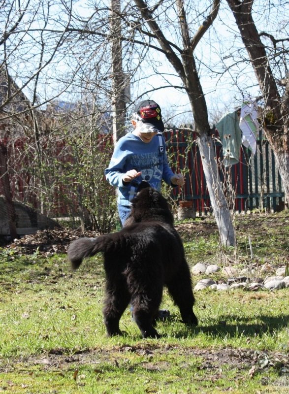 Фото: ньюфаундленд Soul of Rouz Assia (Соул оф Роуз Ассиа)
