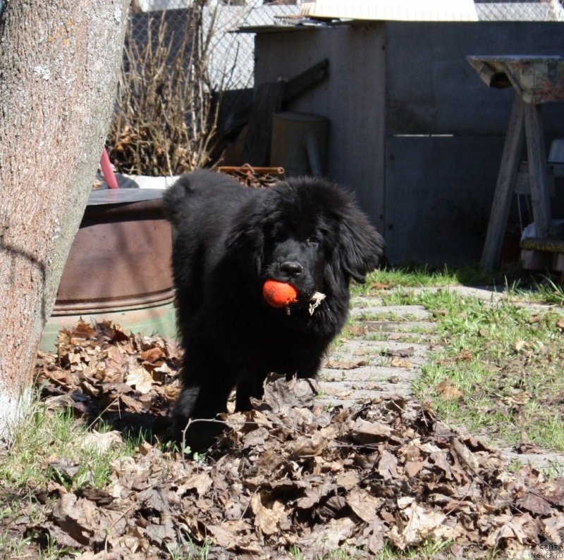 Фото: ньюфаундленд Soul of Rouz Assia (Соул оф Роуз Ассиа)