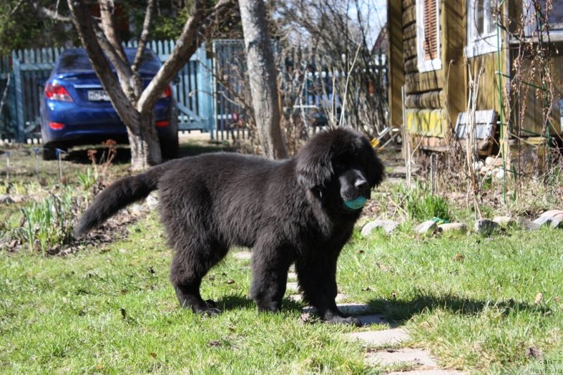 Фото: ньюфаундленд Soul of Rouz Assia (Соул оф Роуз Ассиа)