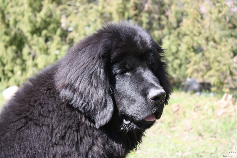 Фото: ньюфаундленд Soul of Rouz Assia (Соул оф Роуз Ассиа)