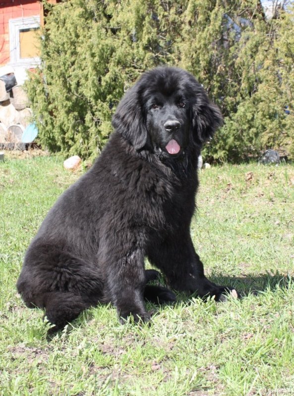 Фото: ньюфаундленд Soul of Rouz Assia (Соул оф Роуз Ассиа)