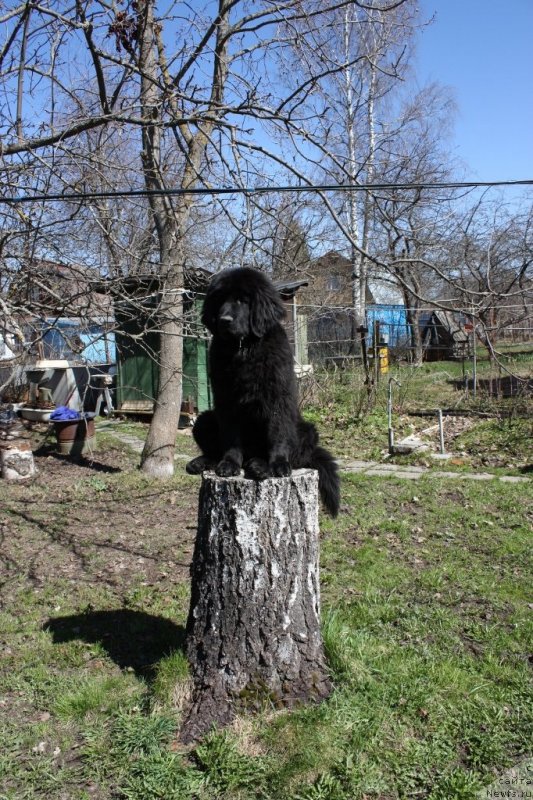 Фото: ньюфаундленд Soul of Rouz Assia (Соул оф Роуз Ассиа)