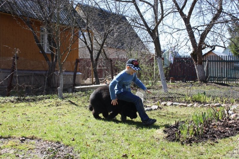 Фото: ньюфаундленд Soul of Rouz Assia (Соул оф Роуз Ассиа)