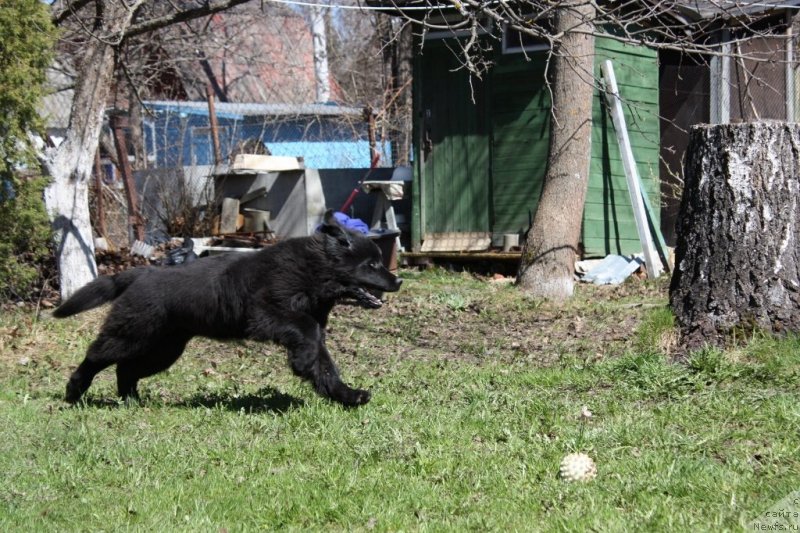 Фото: ньюфаундленд Soul of Rouz Assia (Соул оф Роуз Ассиа)