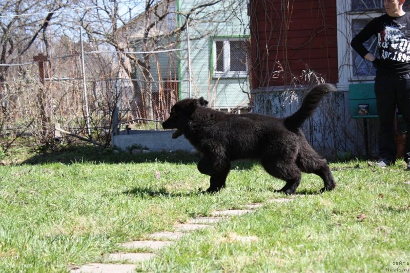 Фото: ньюфаундленд Soul of Rouz Assia (Соул оф Роуз Ассиа)