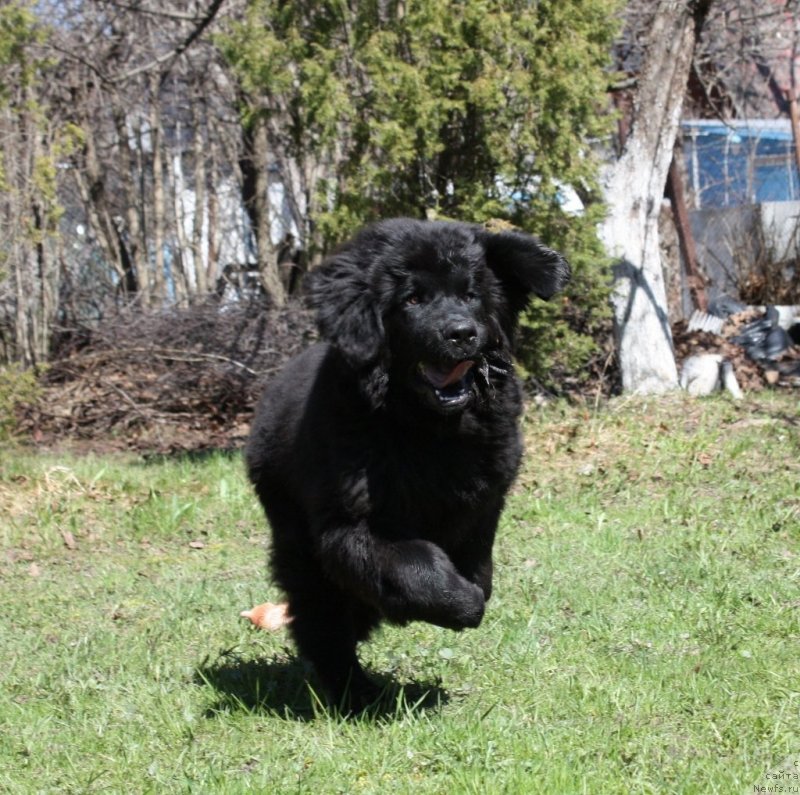 Фото: ньюфаундленд Soul of Rouz Assia (Соул оф Роуз Ассиа)