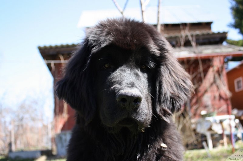 Фото: ньюфаундленд Soul of Rouz Assia (Соул оф Роуз Ассиа)