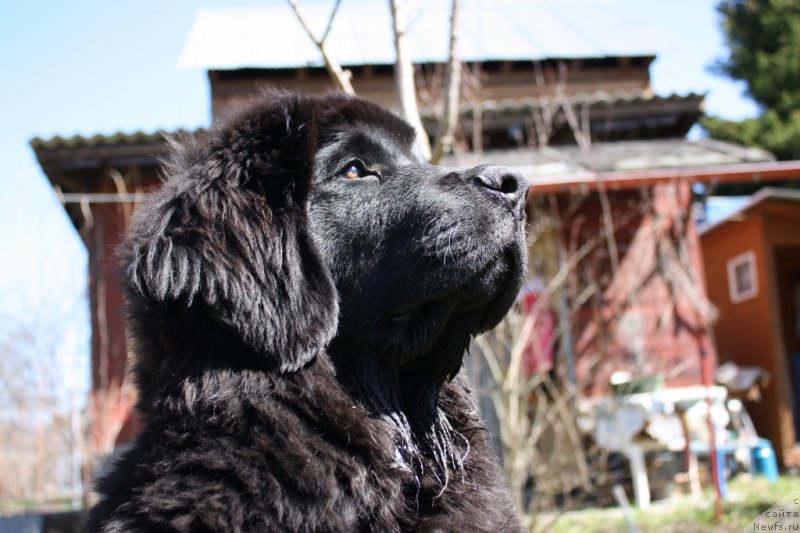 Фото: ньюфаундленд Soul of Rouz Assia (Соул оф Роуз Ассиа)