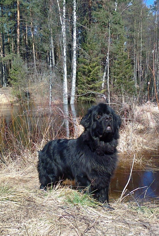 Фото: ньюфаундленд Aquatoriya Kelvin Kadril (Акватория Келвин Кадриль)