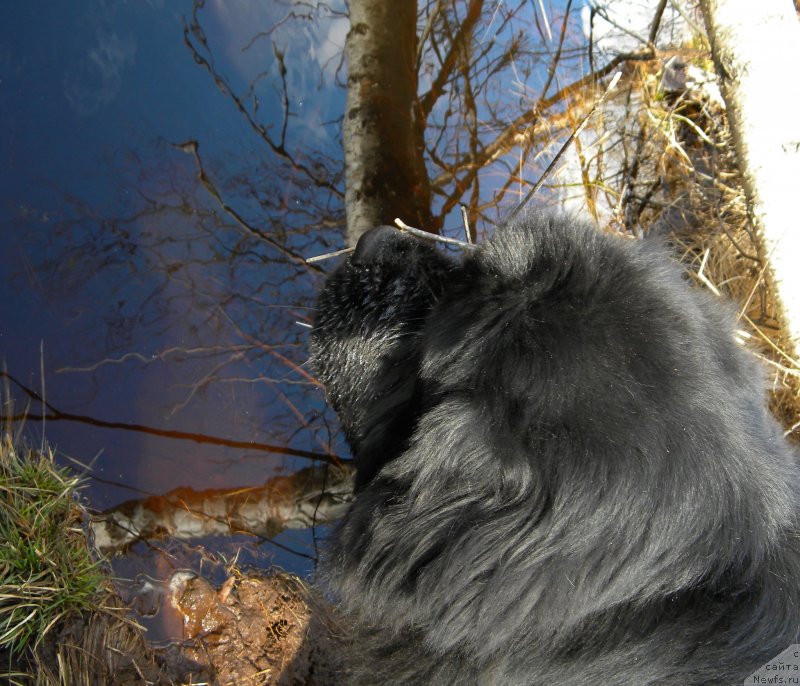 Фото: ньюфаундленд Aquatoriya Kelvin Kadril (Акватория Келвин Кадриль)