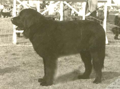 Фото: ньюфаундленд Payra Lotbar (Пайра Лотбар)