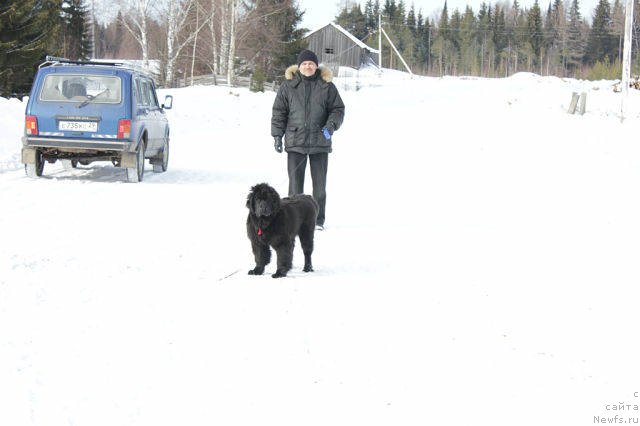 Фото: ньюфаундленд YAmayka Pesnya Lyubvi (Ямайка Песня Любви)