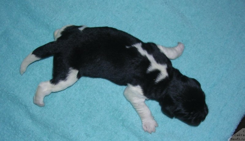 Фото: ньюфаундленд Super Premium Zippi Senseyshen (Супер Премиум Зиппи Сенсейшен), ньюфаундленд Otrada CHudnaya Moya iz Tihogo Omuta (Отрада Чудная Моя из Тихого Омута)