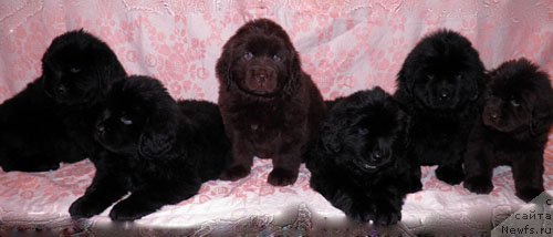 Фото: ньюфаундленд Zhdanny Syn Vialiki Miadzvedz, ньюфаундленд Djakonda (Джаконда)