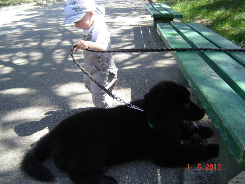 Фото: ньюфаундленд Spart Great Bavariya Bell (Спарт Грейт Бавария Бель), Мишка