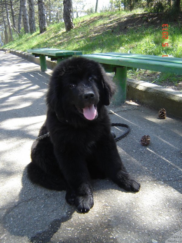 Фото: ньюфаундленд Spart Great Bavariya Bell (Спарт Грейт Бавария Бель)