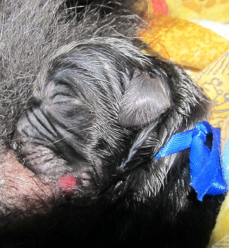 Фото: Сынок, ньюфаундленд Vinsent Drukki Intrigant (Винсент Друкки Интригант), ньюфаундленд Ih Vyisochestvo Vladlena Madjiks (Их Высочество Владлена Маджикс), ньюфаундленд S'Nezhnaya Vjuga Armando Parusso (С'Нежная Вьюга Армандо Паруссо)