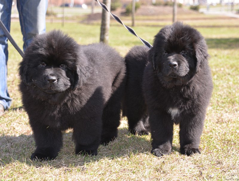 Фото: ньюфаундленд Beguschaya po Volnam Elvis (Бегущая по Волнам Елвис), ньюфаундленд Beguschaya po Volnam Ekstra Speshial Edishion (Бегущая по Волнам Екстра Спешиал Едишион)