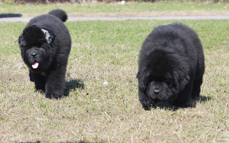 Фото: ньюфаундленд Beguschaya po Volnam Ekstra Speshial Edishion (Бегущая по Волнам Екстра Спешиал Едишион), ньюфаундленд Beguschaya po Volnam Elvis (Бегущая по Волнам Елвис)
