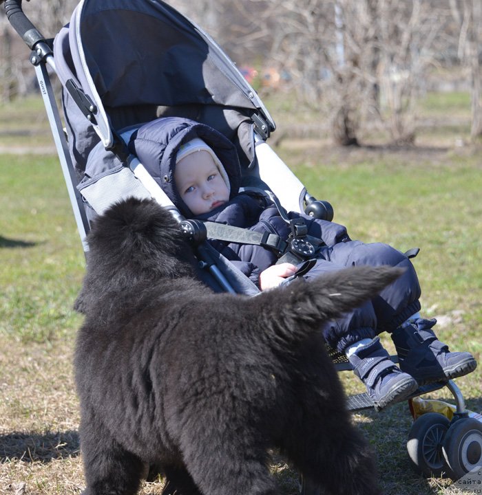 Фото: ньюфаундленд Beguschaya po Volnam Ekstra Speshial Edishion (Бегущая по Волнам Екстра Спешиал Едишион)