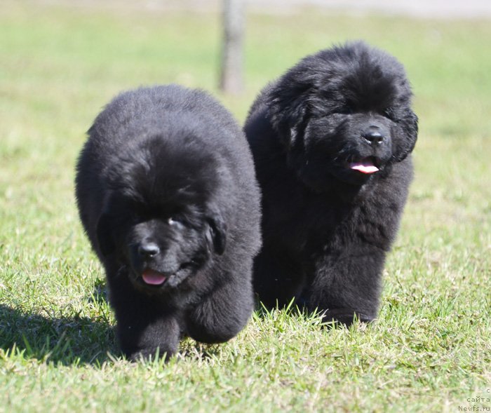 Фото: ньюфаундленд Beguschaya po Volnam Elvis (Бегущая по Волнам Елвис), ньюфаундленд Beguschaya po Volnam Ekstra Speshial Edishion (Бегущая по Волнам Екстра Спешиал Едишион)