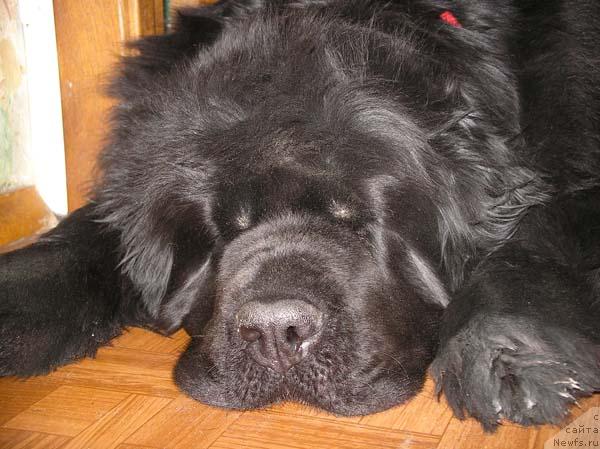 Фото: ньюфаундленд Thickish Newfoundland Monnalisadellagioconda