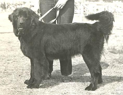 Фото: ньюфаундленд Princessa Lotbar (Принцесса Лотбар)