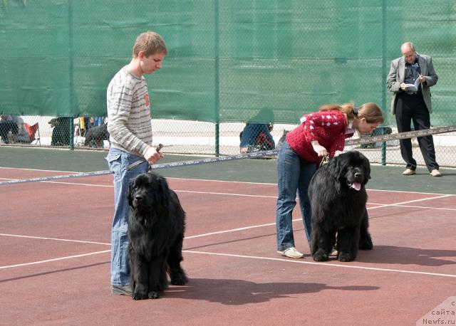 Фото: ньюфаундленд Lester (Лестер), ньюфаундленд Ygan s Toyanova Gorodka (Юган с Тоянова Городка)