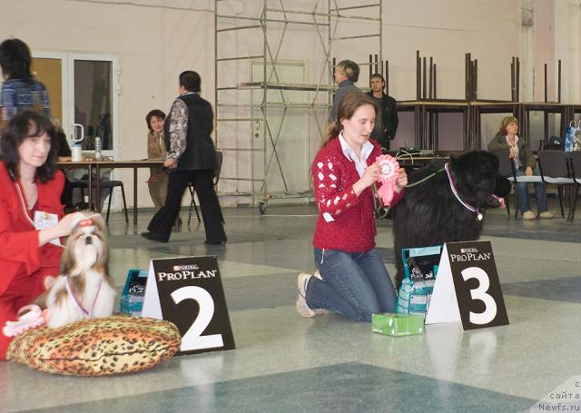 Фото: ньюфаундленд Ygan s Toyanova Gorodka (Юган с Тоянова Городка)