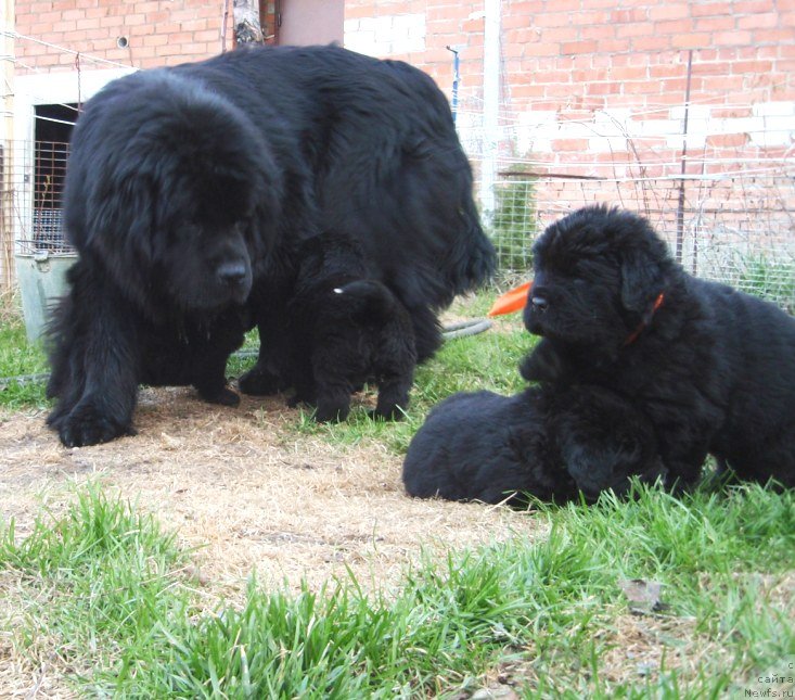 Фото: ньюфаундленд N'yufort Uitni Tradiciya Legendyi (Ньюфорт Уитни Традиция Легенды), с племянниками.