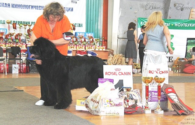 Фото: ньюфаундленд Njufort Natali (Ньюфорт Натали), Irina Panyushkina (Ирина Панюшкина)