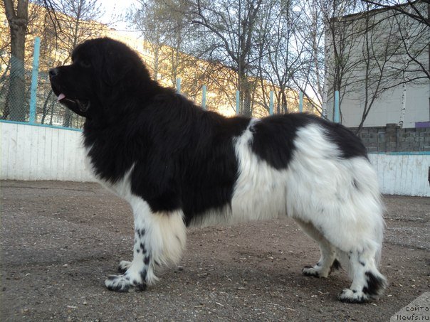 Фото: ньюфаундленд Plushevaya Panda Ferrero Rond Noir (Плюшевая Панда Ферреро Ронд Нуар)