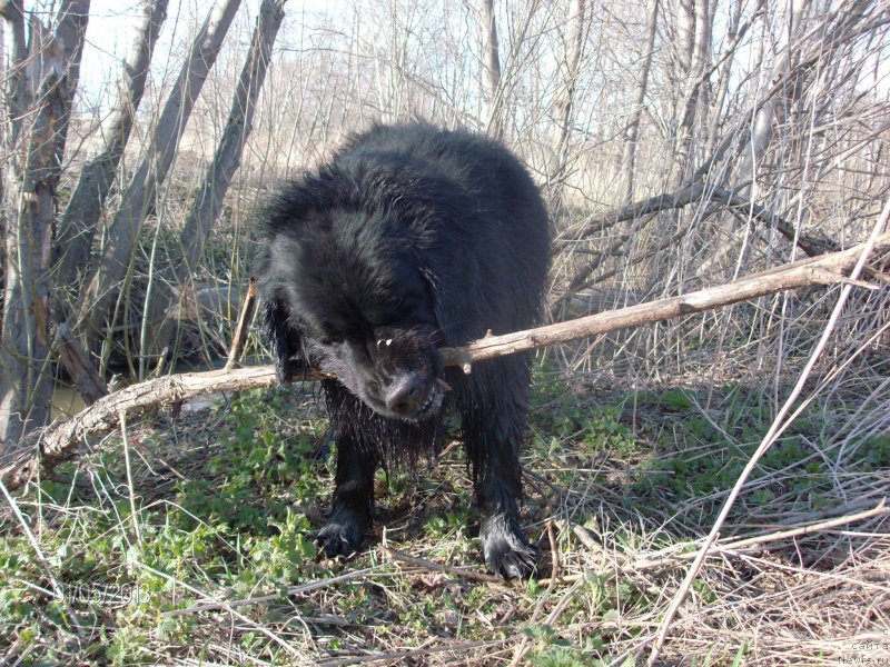 Фото: ньюфаундленд Kaiden Playful (Кайден Плейфул)