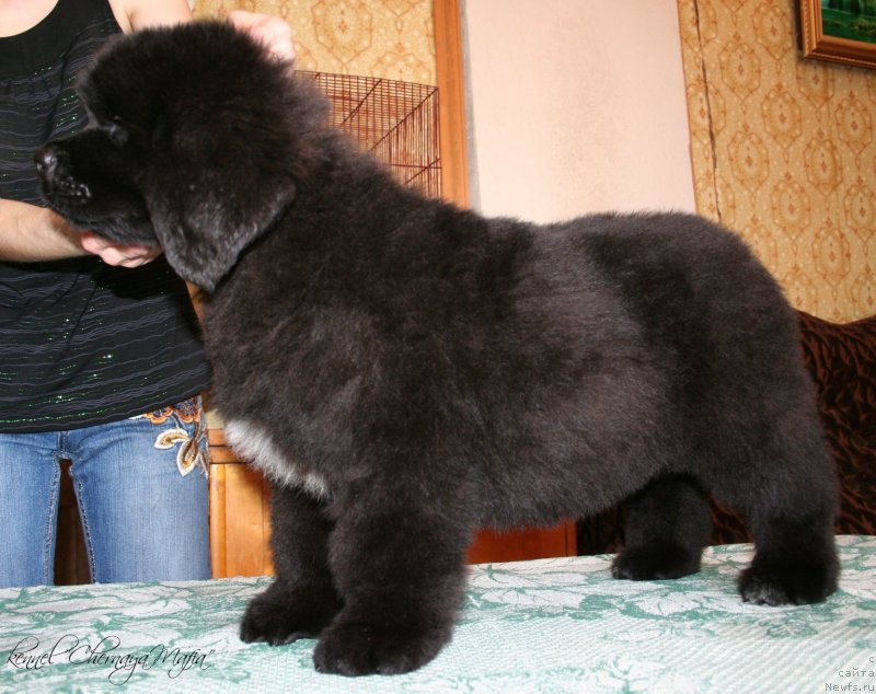 Фотография № 124091