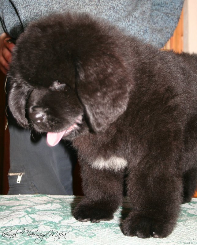 Фотография № 124093