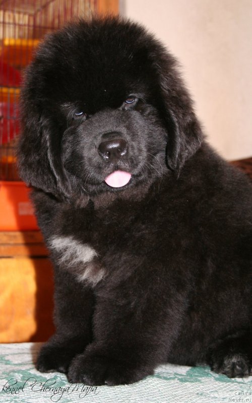 Фотография № 124094