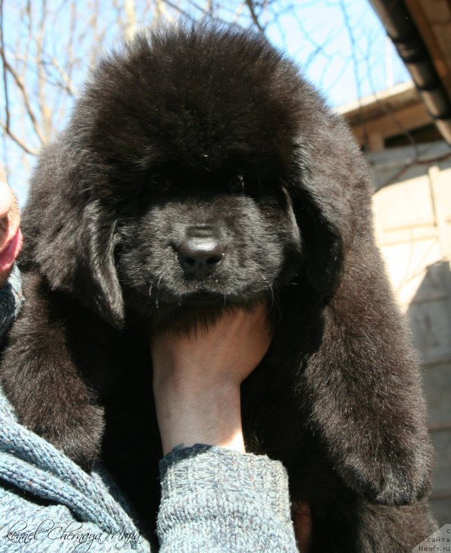 Фото: ньюфаундленд Chernaya Mafia Zesty Betty (Черная Мафия Зесту Бетту)
