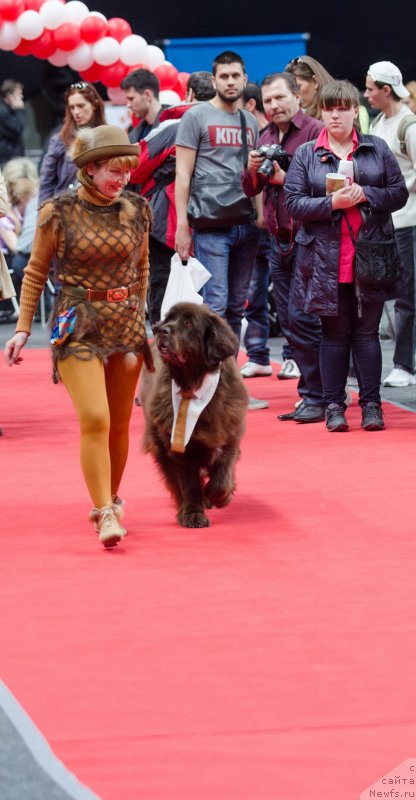 Фото: ньюфаундленд Fann'yuf Gloriya Dey (Фанньюф Глория Дей), Marina Novoselova (Марина Новоселова)