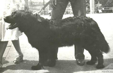 Фото: ньюфаундленд El' Bassi (Ель Басси)