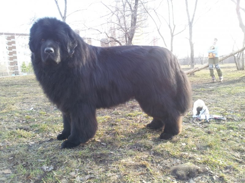 Фото: ньюфаундленд Kapitan N'yufort (Капитан Ньюфорт)