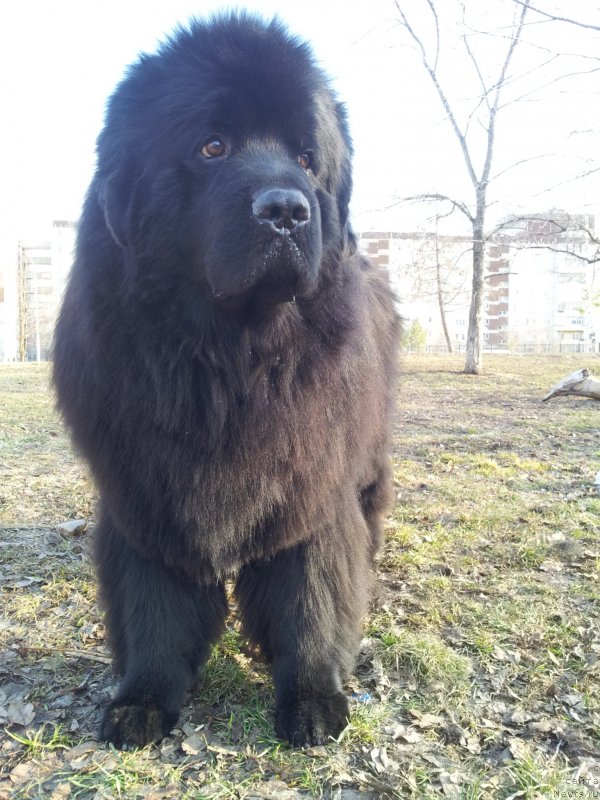 Фото: ньюфаундленд Kapitan N'yufort (Капитан Ньюфорт)